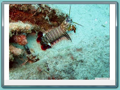 ho009