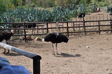 Cango Ostrich Farm - Oudtshoorn