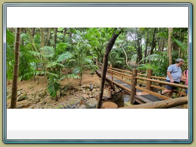 Glow Worm Caves, Tamborine Mountain (QLD)